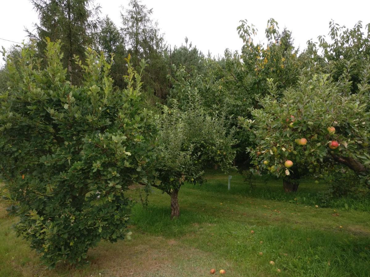 Agroturystyka Pod Czarna Sosna Bialy Lug Экстерьер фото